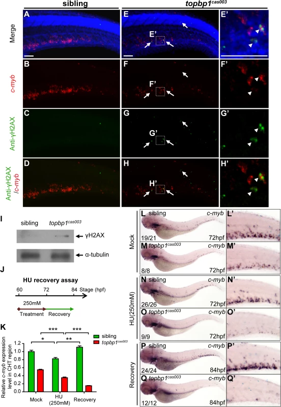 <i>topbp1</i><sup><i>cas003</i></sup> mutants manifest deficient DNA damage repair capability.