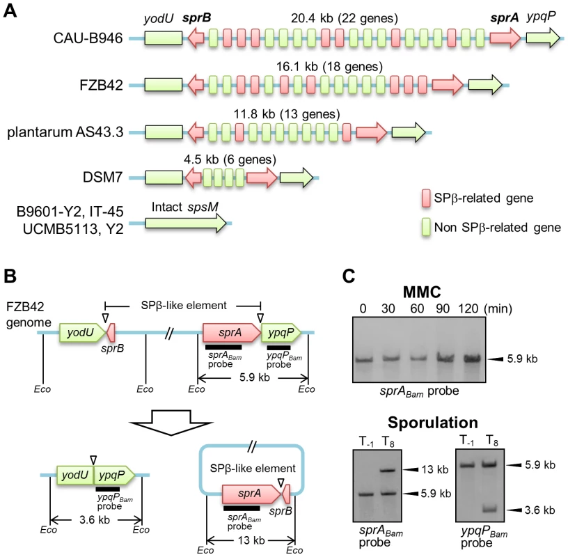DNA rearrangement of <i>spsM</i> in <i>B. amyloliquefaciens</i>.