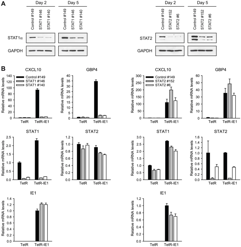 ISG induction by IE1 is dependent on STAT1 but not STAT2.