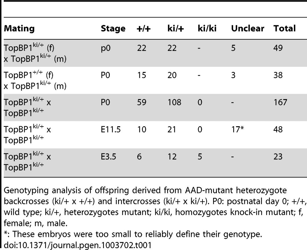 Genotype distribution of offspring from TopBP1<sup>ki/+</sup> breeding.