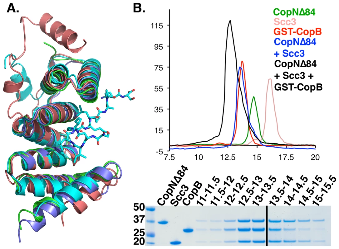 The Scc3-CopN<sub>Δ84</sub> complex binds directly to translocators.