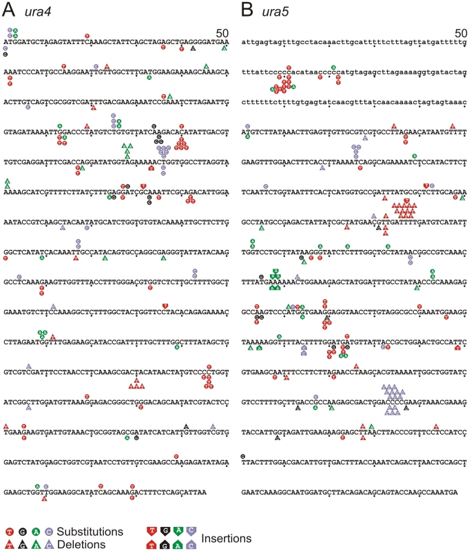 Mutation spectra.