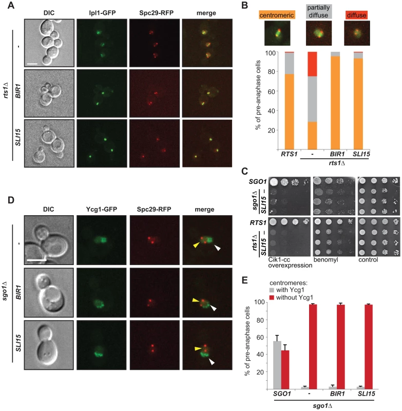 Dual role of Sgo1 in localization of condensin and Ipl1.