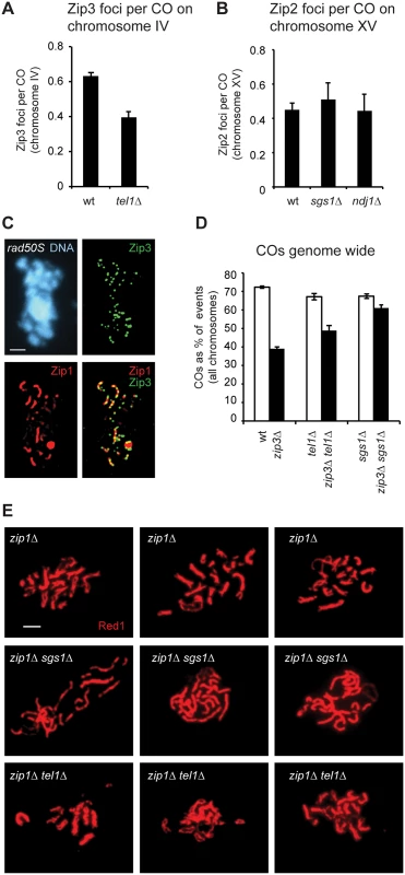 COs are less Zip3 dependent in <i>tel1Δ</i>.