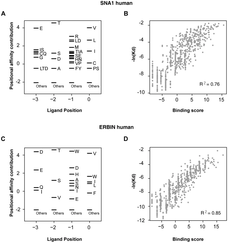 Correlation between binding score and binding affinity.
