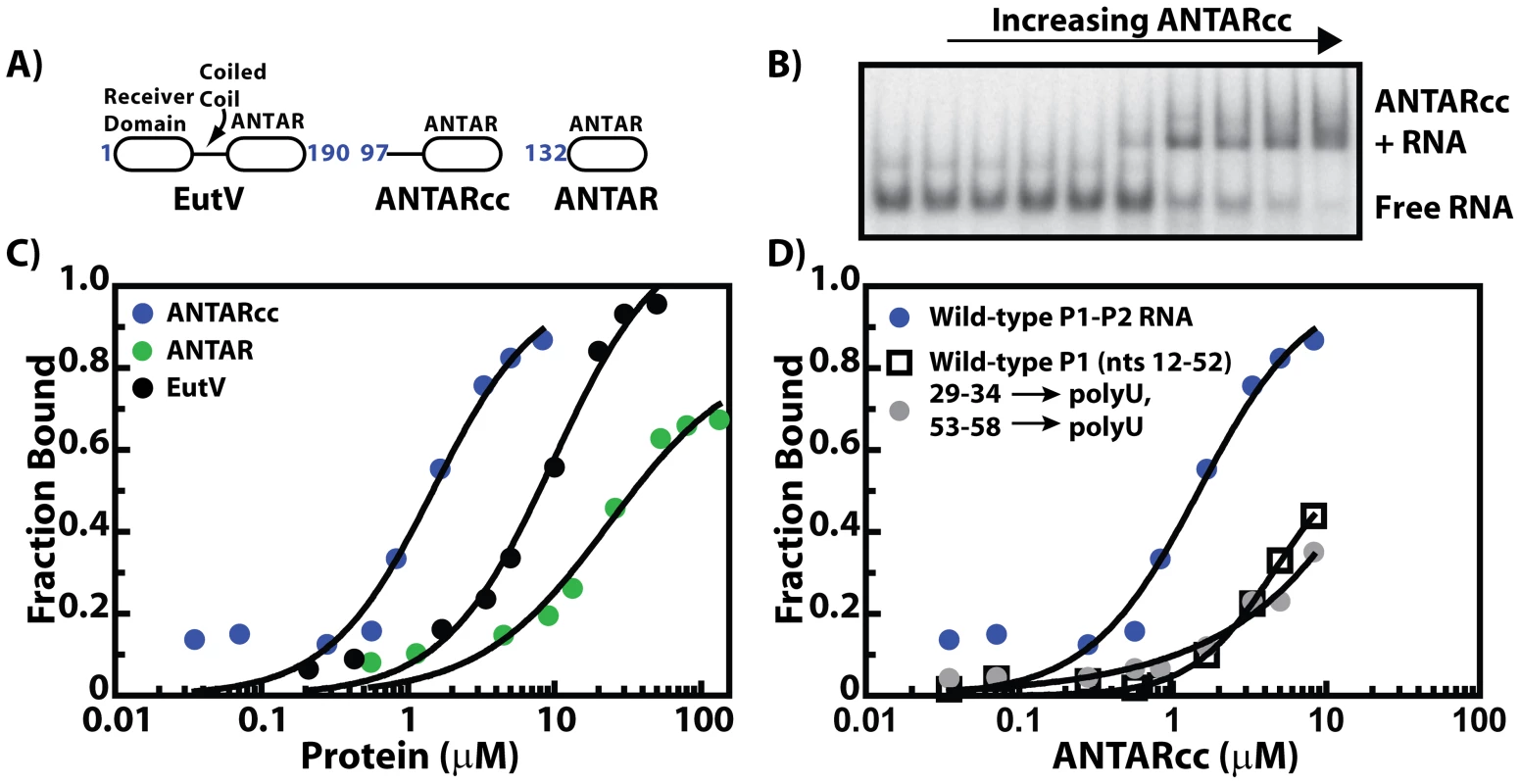 The minimum ANTAR domain for RNA recognition.
