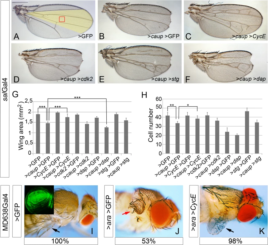 Genetic interactions of <i>caup</i> with cell cycle regulators.