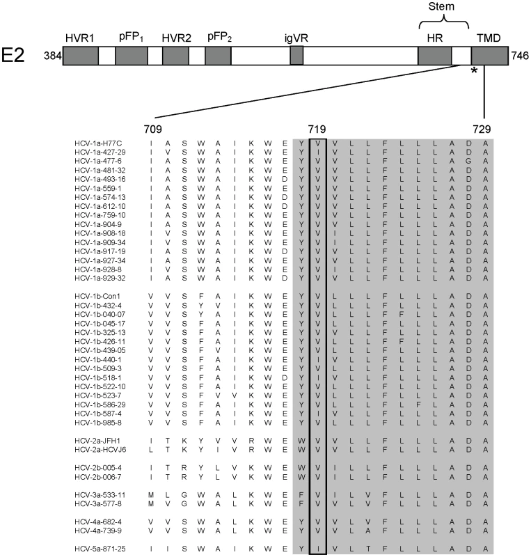 Schematic diagram of the HCV E2 protein and sequences of the region encompassing the EI-1 resistance residue.