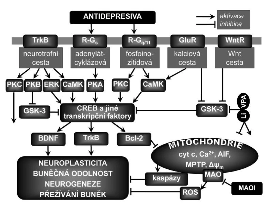 Zjednodušené schéma vlivu antidepresiv na neuroplasticitu
Přímé účinky antidepresiv způsobují zvyšování mimobuněčných koncentrací monoaminových neurotransmiterů a aktivaci či inhibici jejich receptorů spřažených s G proteiny (R-G<sub>s</sub>, R-G<sub>q/11</sub>), což má za následek aktivaci kaskád nitrobuněčného přenosu signálu a výslednou podporu plasticity neuronů, jejich přežívání, konektivity a fungování. K upregulaci transkripčního faktoru aktivovaného v odezvě na zvýšené koncentrace cAMP (CREB) a mozkového neurotrofního faktoru (BDNF) a jeho receptoru TrkB dochází při aktivaci adenylátcyklázové cesty v odezvě na dlouhodobé podávání různých antidepresiv. CREB může být fosforylován (aktivován) také proteinkinázami závislými na Ca<sup>2+</sup> a kalmodulinu (CaMK) v odezvě na aktivaci receptorů napojených na fosfoinozitidovou cestu nebo na aktivaci glutamátových ionotropních receptorů (GluR). Inhibice glykogensyntázykinázy-3 (GSK-3) vede k neuroprotektivním účinkům a podpoře neuroplasticity, neurogeneze a buněčné odolnosti přes regulaci různých signálních drah v buňce a přes změny v genové expresi proteinů zahrnutých do mechanismů apoptózy a synaptické plasticity. Bcl-2 zeslabuje procesy vedoucí k buněčné smrti nebo atrofii sekvestrací kaspáz, inhibicí uvolňování mitochondriálních apoptotických faktorů, jako je Ca<sup>2+</sup>, cytochrom c (cyt c) nebo apoptózu indukující faktor (AIF). Bcl-2 dále zvyšuje mitochondriální uptake Ca<sup>2+</sup> a zabraňuje otevírání mitochondriálních propustných přechodových pórů (MPTP), což je klíčový děj v buněčné smrti, neboť vede přinejmenším k přechodné ztrátě vnitřního transmembránového potenciálu Δψ<sub>m</sub>, vstupu vody do matrixu a vyrovnání koncentrací iontů. ERK – kináza regulovaná mimobuněčným signálem, MAO – monoaminoxidáza, MAOI – inhibitor MAO, PKA – proteinkináza typu A (aktivovaná cAMP), PKB (Akt) – proteinkináza typu B, PKC – proteinkináza typu C, ROS – reaktivní formy kyslíku, WntR – receptor pro proteiny Wnt