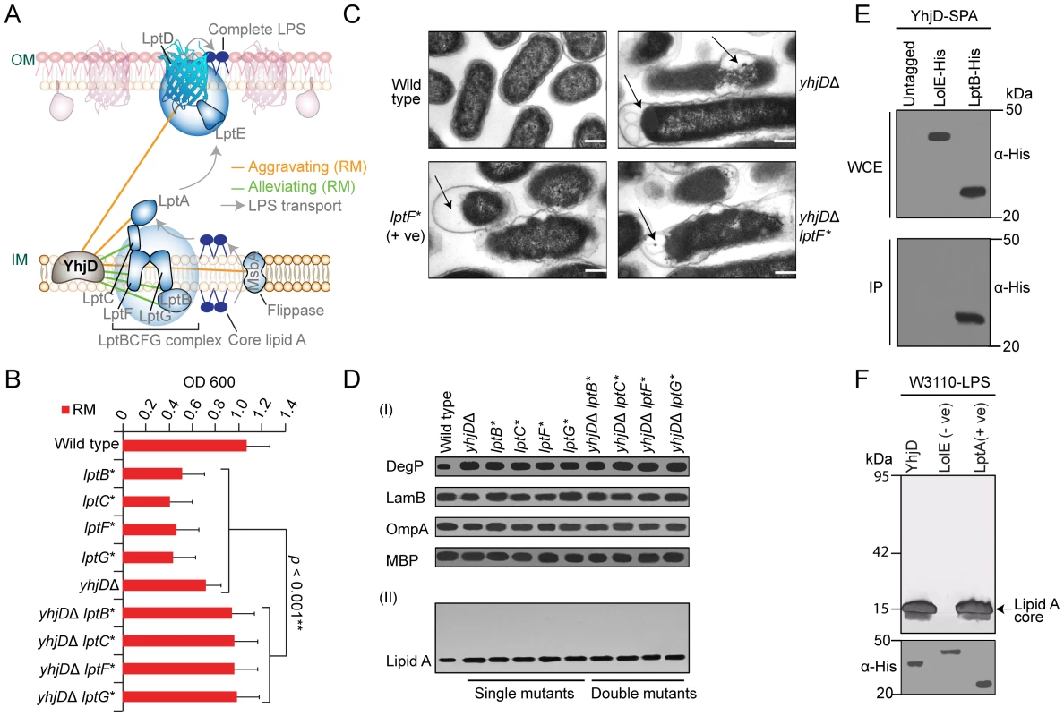 YhjD is required for LPS transport.