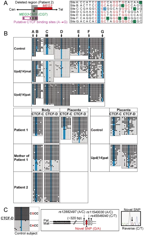 Methylation analysis of the putative CTCF protein binding sites A–G.