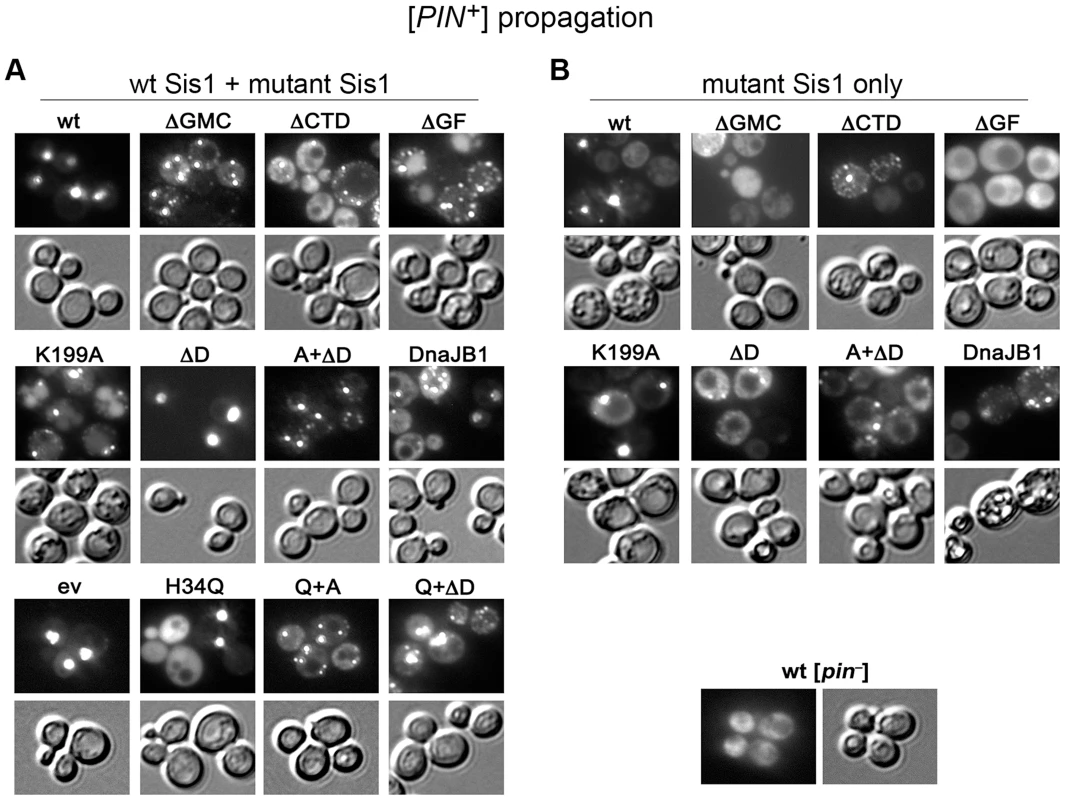 Some Sis1 activities are important for [<i>PIN<sup>+</sup></i>] propagation.