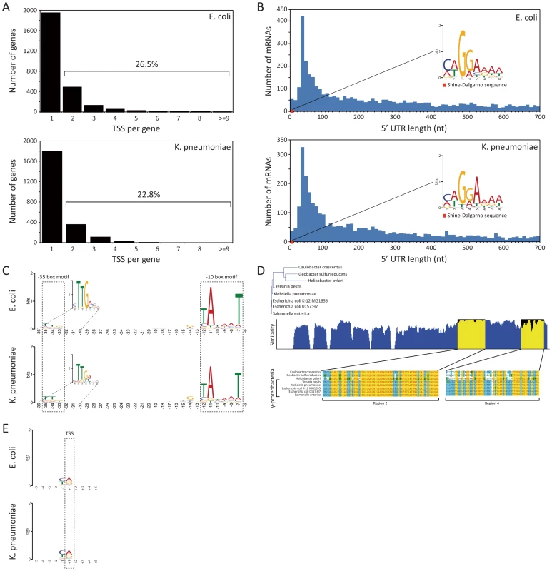 TSS annotation and structure of promoter region and 5′ UTR.