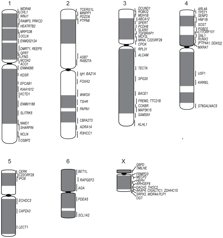 Physical map and ideogram of the devil genome.