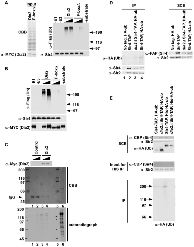 SCF<sup>Dia2</sup> ubiquitylates Sir4 <i>in vitro</i> and <i>in vivo</i>.
