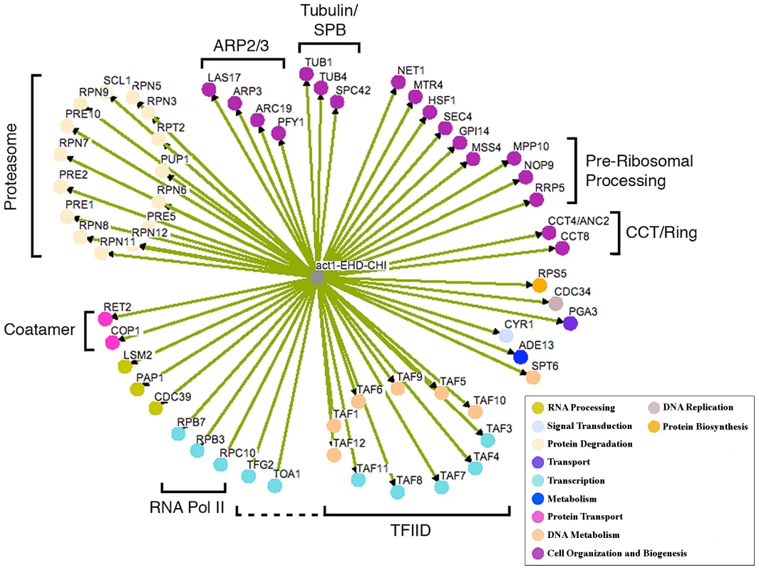 Network of CHI interactions between <i>act1Δ</i> and null alleles for essential genes.