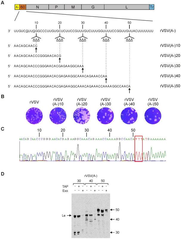 Recombinant VSV lacking sites for UTP incorporation permit stalling of transcription.