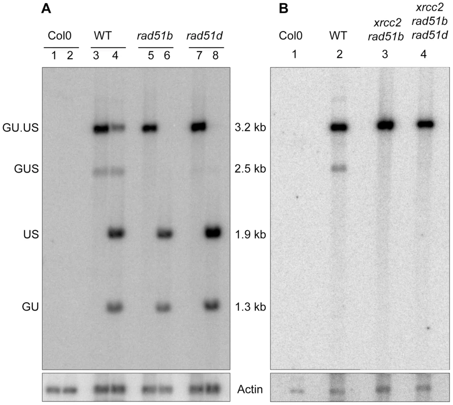 Molecular confirmation of recombination defects in <i>rad51b</i>, <i>rad51d, xrcc2 rad51b</i> and <i>xrcc2 rad51b rad51d</i> mutants.