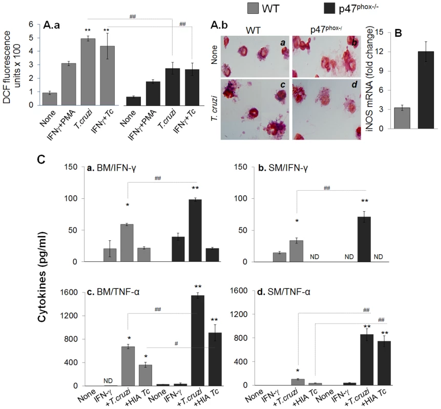 <i>In vitro</i> functional activation of p47<sup>phox−/−</sup> macrophages in response to <i>T. cruzi</i> infection.