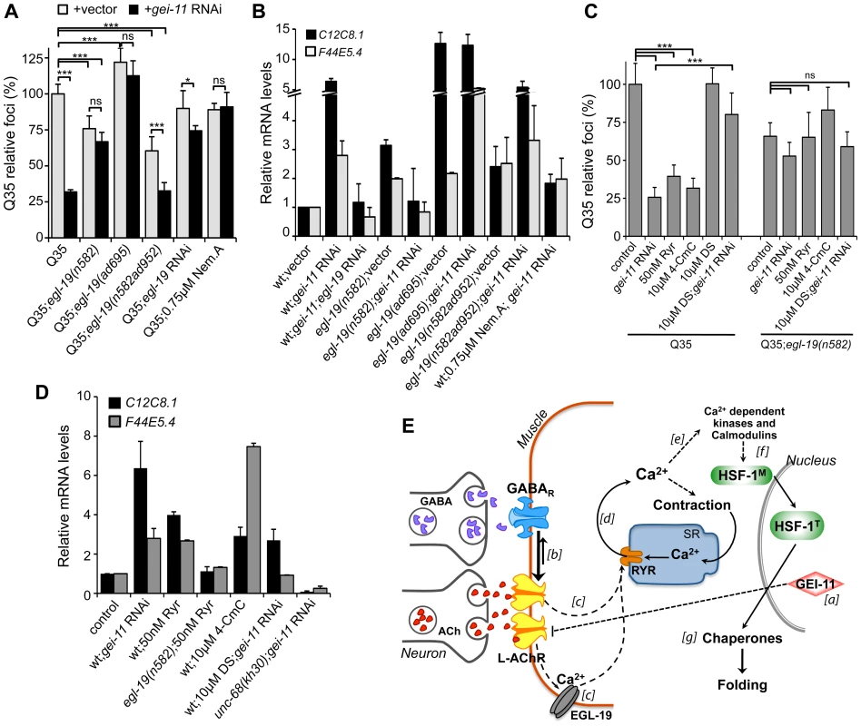 EGL-19- and RYR-mediated Ca<sup>2+</sup> influx are components of the proteostasis rescue mechanism.