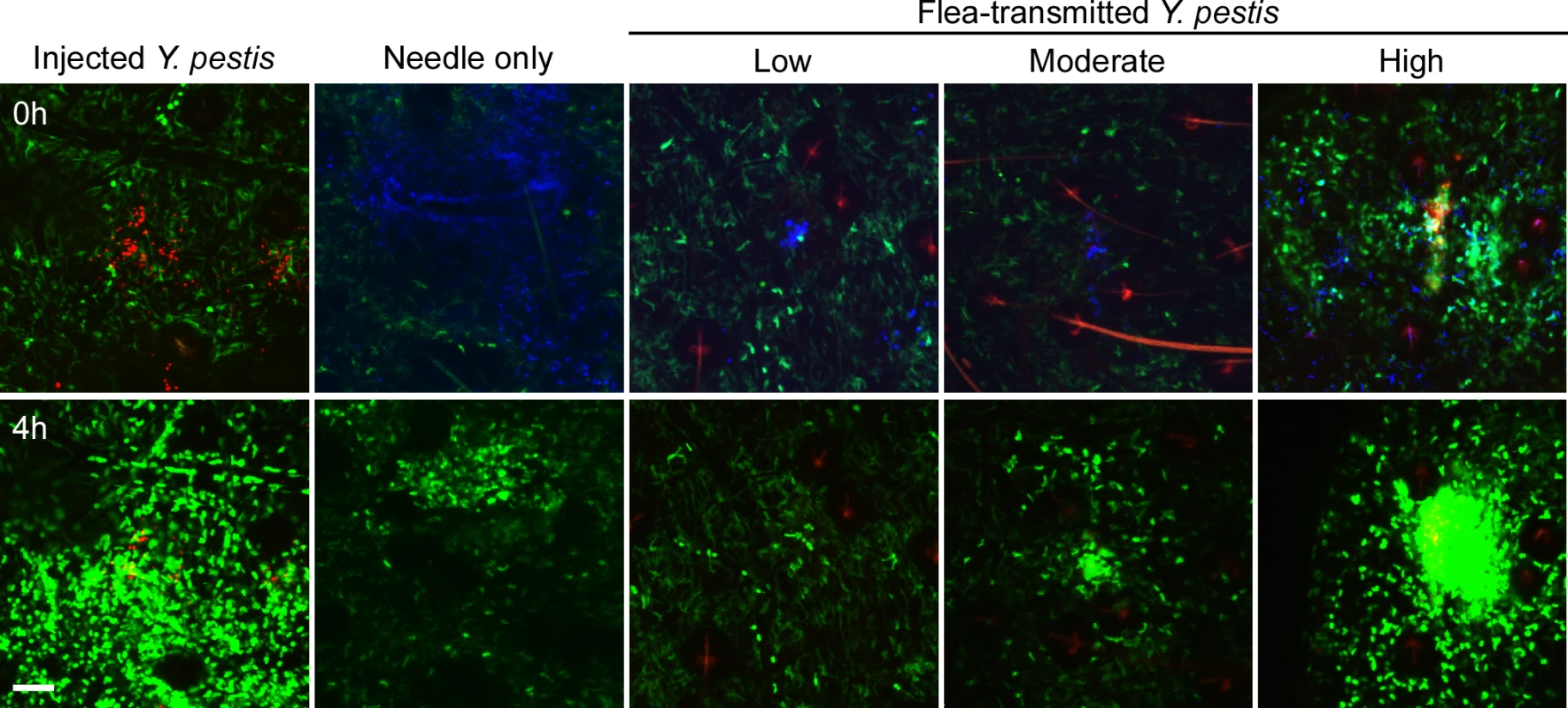 Imaging neutrophil and macrophage response to flea-transmitted <i>Y</i>. <i>pestis</i> in the dermis <i>in vivo</i>.