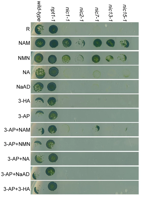 <i>Chlamydomonas</i> nicotinamide-requiring <i>nic</i> mutants show 3-AP sensitivity.