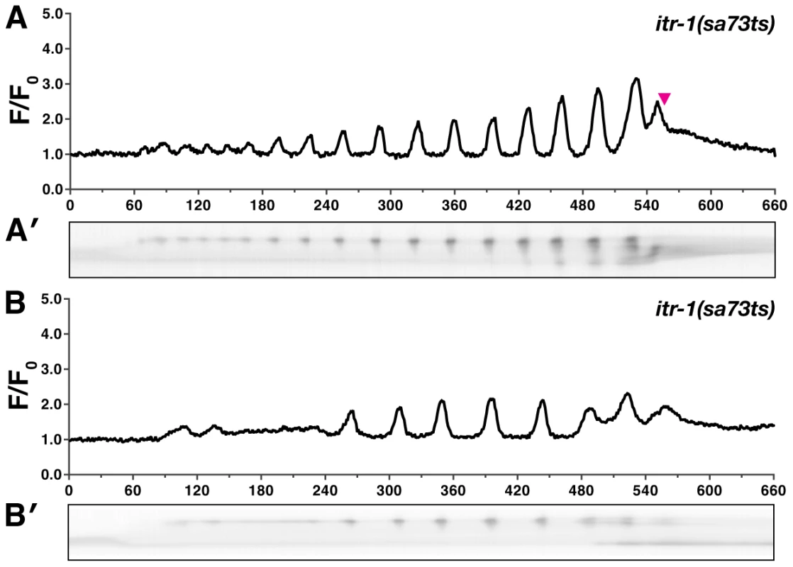 <i>itr-1(sa73ts)</i> disrupts calcium signaling at the semi-permissive temperature.