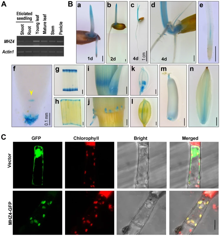 <i>MHZ4</i> expression and protein subcellular localization.