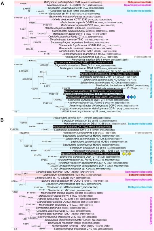 Co-evolution of <i>gltD-E-G</i> and <i>aglR-Q-S</i>.