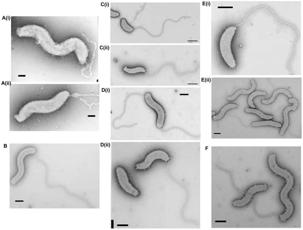 Cell morphology of <i>dgc</i> and <i>cdg</i> deletion strains revealed by electron microscopy.