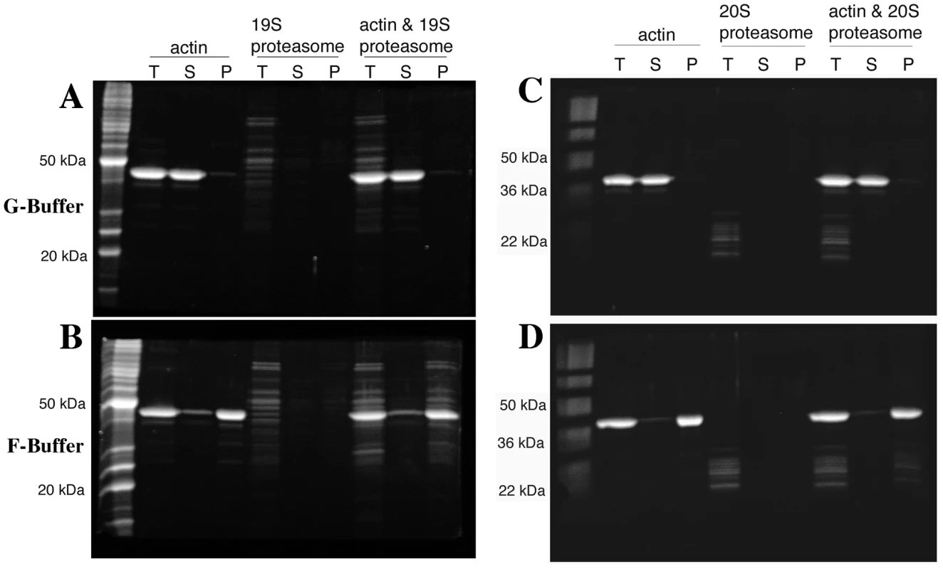 Both the proteasome 19S regulatory particle and 20S core particle associate with actin filaments.