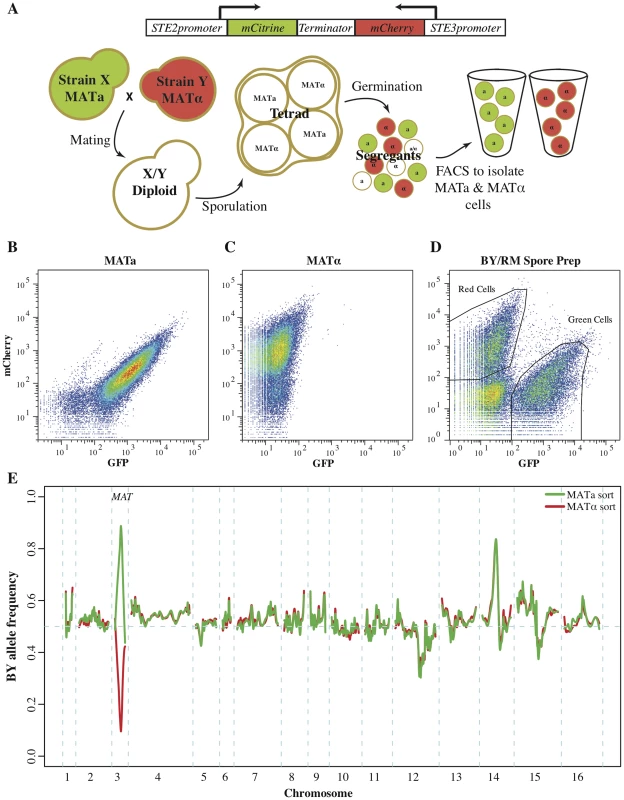 Fluorescent markers for the isolation of recombinant haploids.