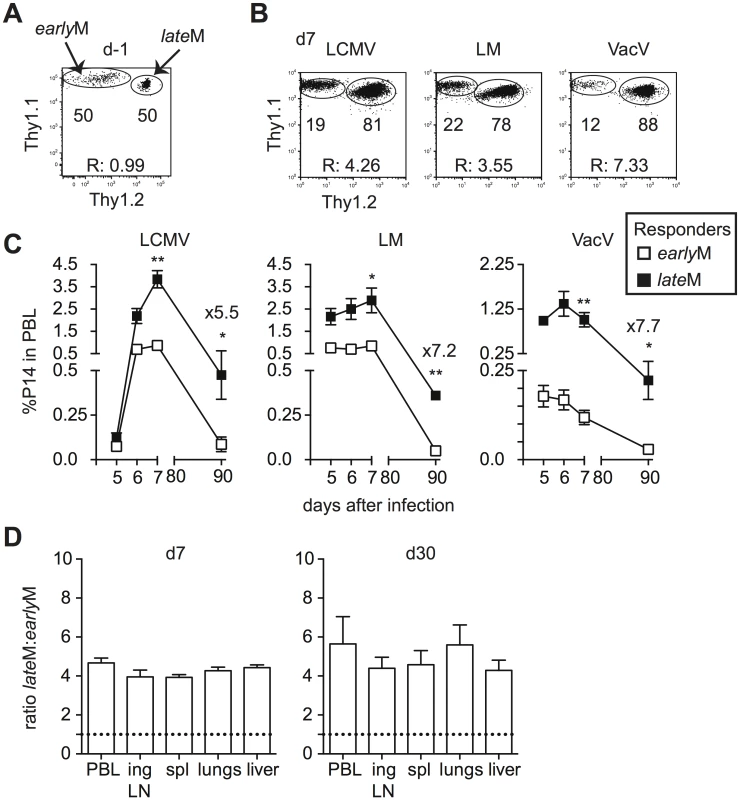 Proliferation and ‘memory generation potential’ in response to Ag-reencounter increases with time after infection.