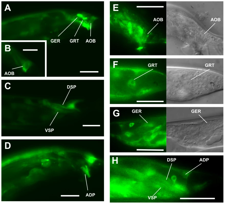 Male tail expression of <i>acr-16</i> and <i>unc-29</i>.