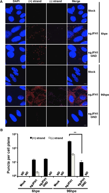 Strand specific HCV RNA detection in fixed cells.