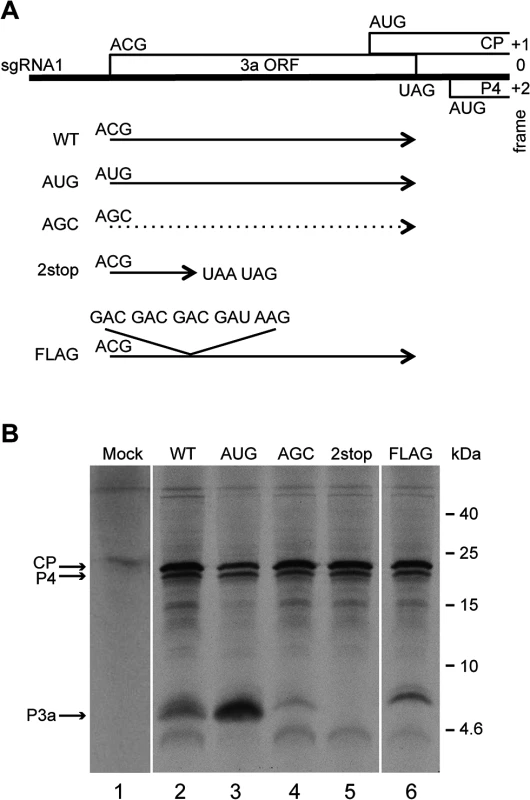 Schematic representation of the TuYV-3a mutants and <i>in vitro</i> translation of their corresponding subgenomic RNA1.