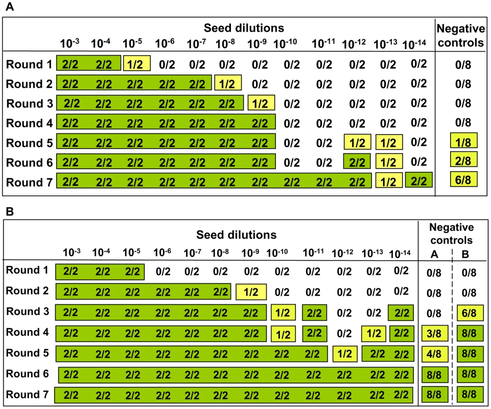 Sensitivity of detection of saPMCA using vole substrate and v586 inoculum.
