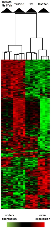 Clustering derived from statistically deregulated genes in Ts65Dn, Ms5Yah, and Ts65Dn/Ms5Yah.