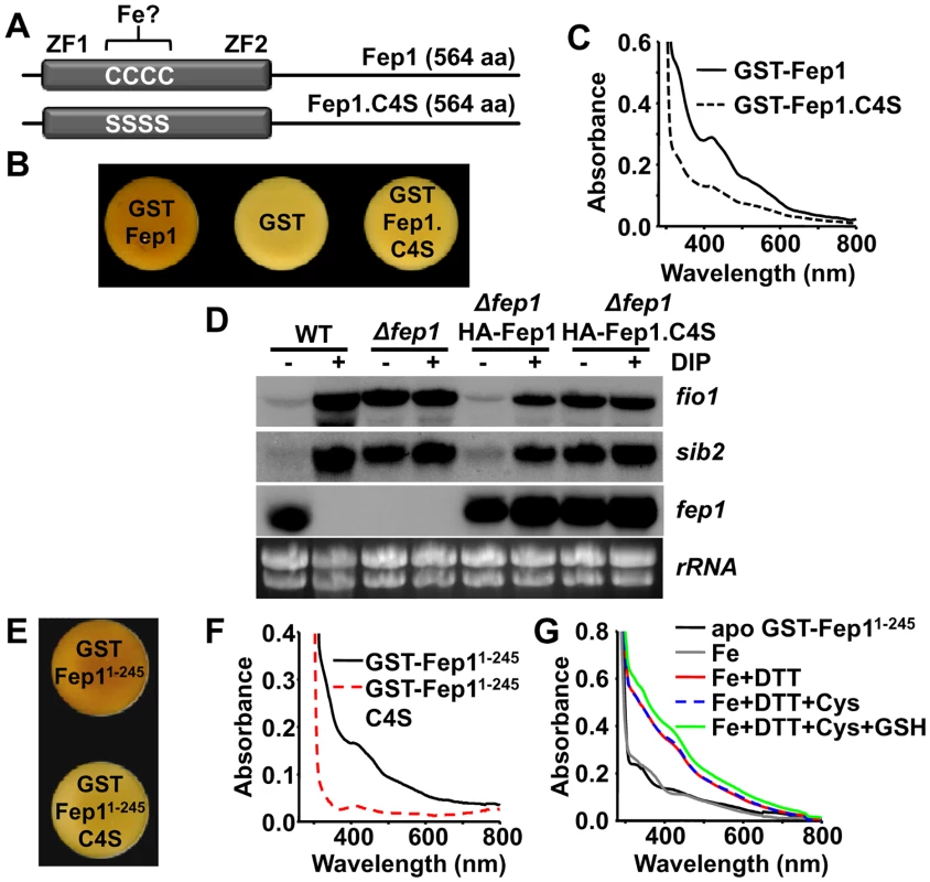 The Fep1 repressor is also a Fe-containing protein.