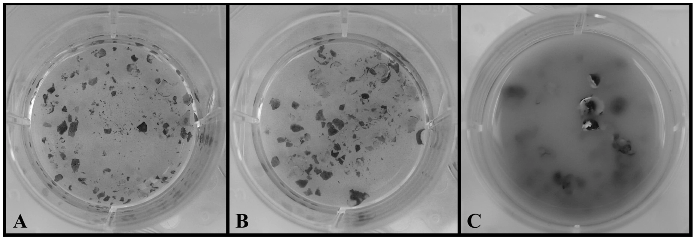 Chytrid growth on cane-toad-skin.