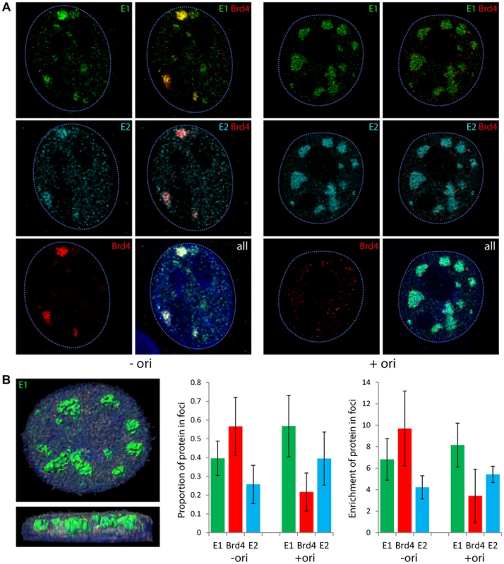 Localization of Brd4 to E1–E2 replication foci changes in the presence of the replication origin.