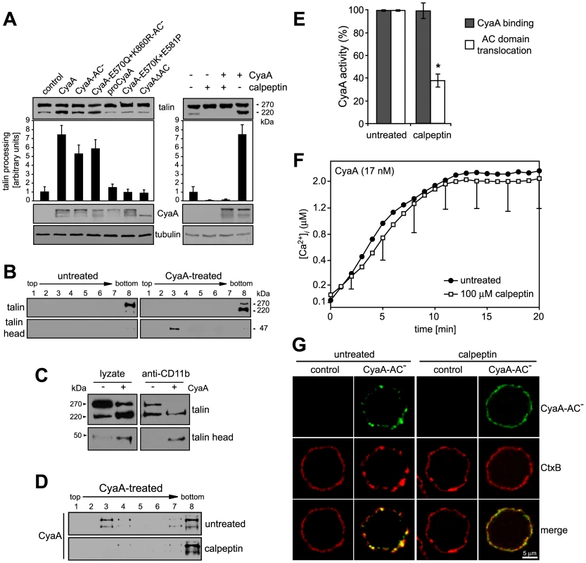 Mobilization of CyaA into lipid rafts depends on talin cleavage by calpain.