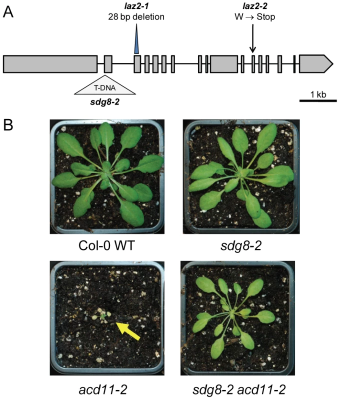 <i>LAZ2</i> encodes a histone lysine methyltransferase that is essential for cell death in <i>acd11</i>.