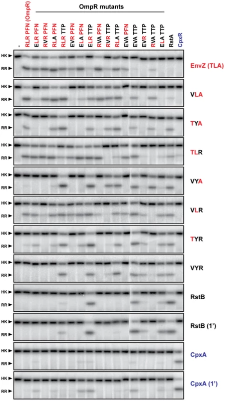Complete trajectory-scanning mutagenesis of EnvZ and OmpR.