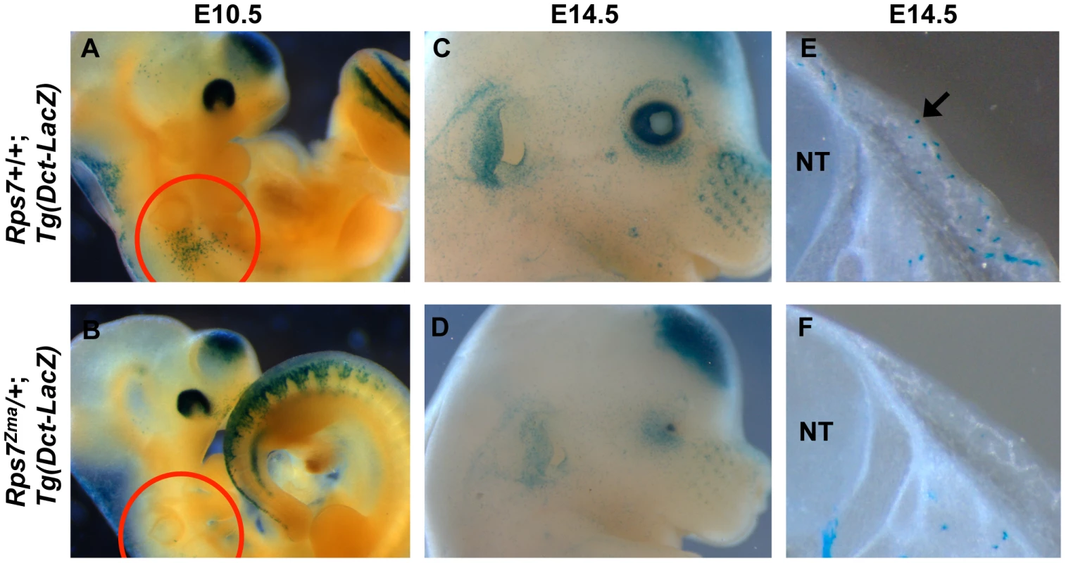 Melanoblast numbers are reduced in <i>Rps7<sup>Zma</sup>/+</i> mutants.