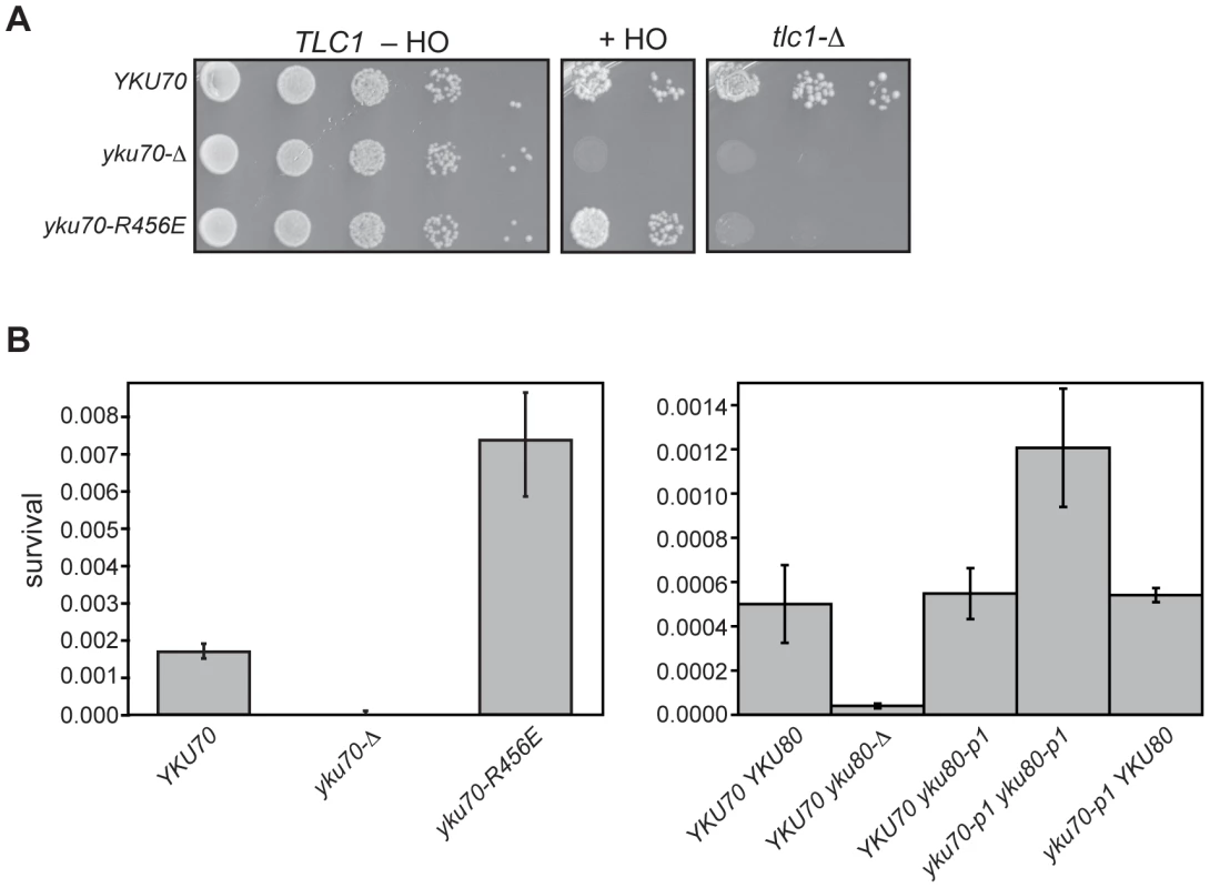 DNA end binding–defective mutant Ku strains can be distinguished from Ku-deficient and Ku WT strains in an assay for error prone end-joining.