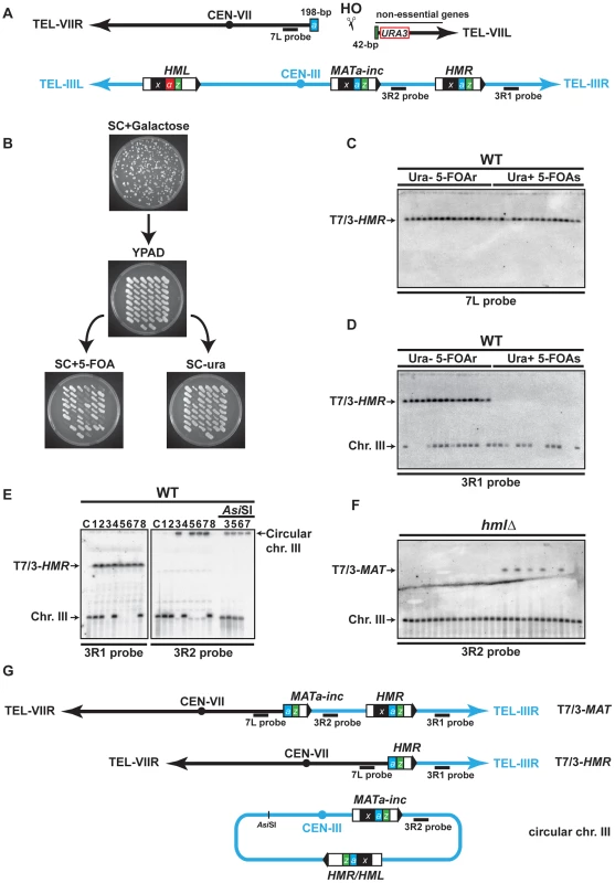 Description of the assay used in this study.