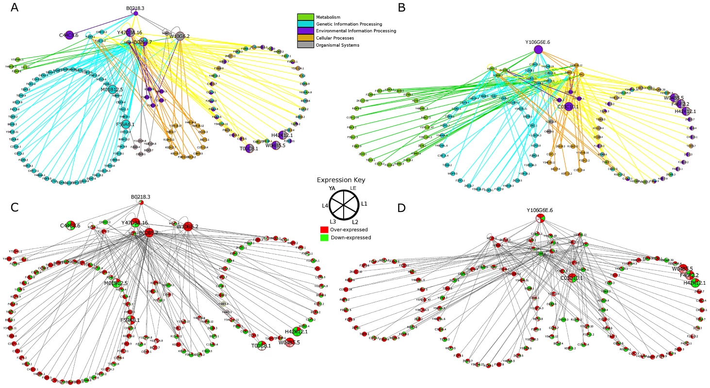 PPIs from MINT mapped using PPIs from <i>C. elegans</i> and <i>C. elegans</i> orthologs from <i>D. melanogaster</i> and <i>S. cerevisiae</i>.