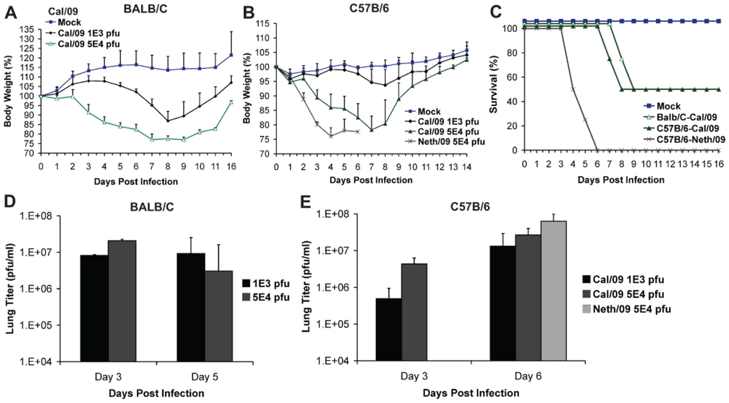 Differences in pathogenicity of 2009 pandemic H1N1 virus isolates in mice.