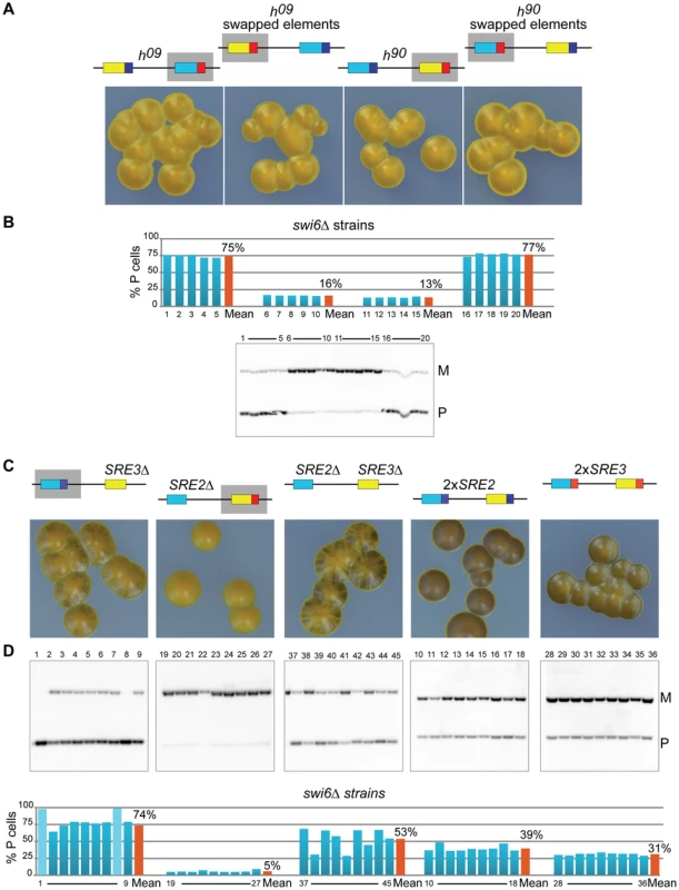 Chromatin structure regulates the relative efficiency of the SRE2 and SRE3 recombination enhancers.